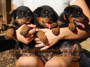 K2 Litter Rottweiler Puppies Females
